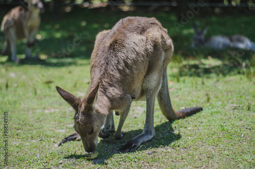 kangaroo in the field photo