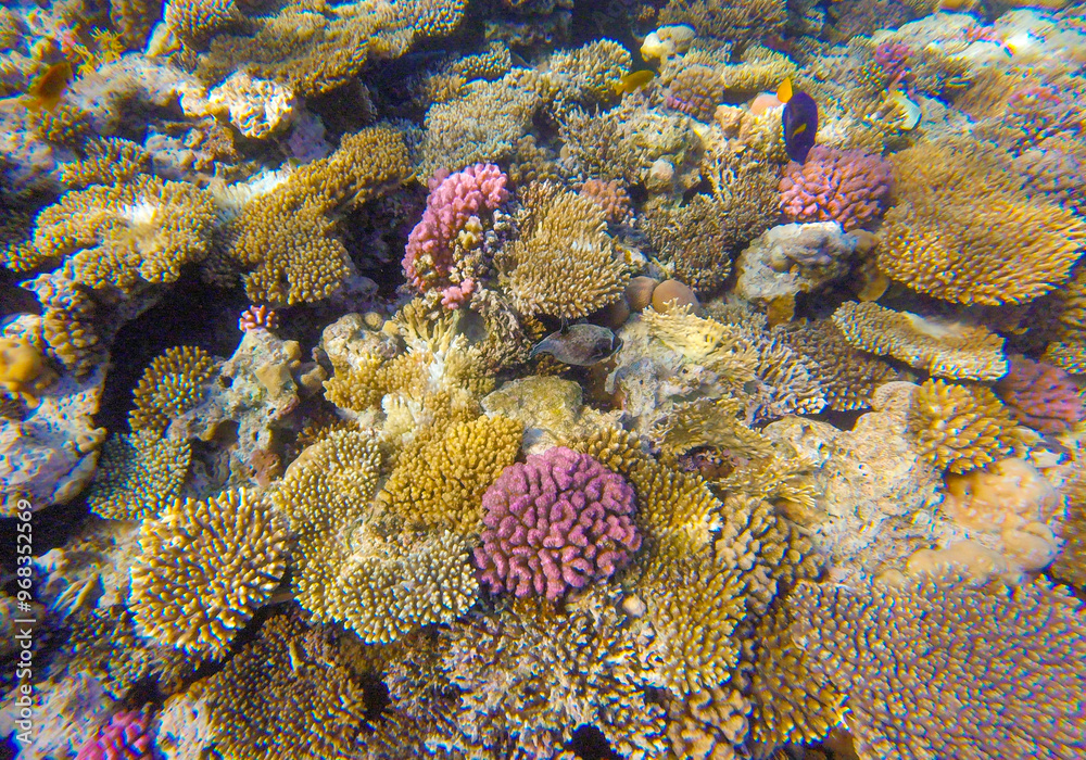 Fototapeta premium underwater world of coral reef in sharm el sheikh for background
