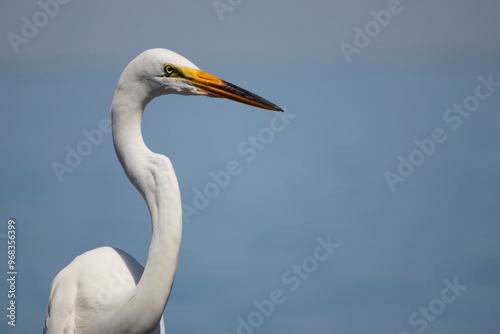 great heron ardea cinerea