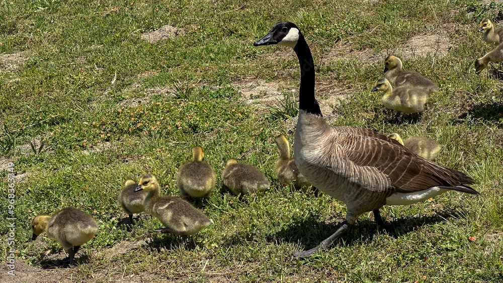 Family of geese with tiny babies Family of geese with tiny babies