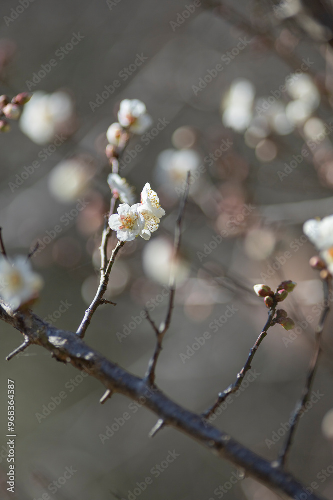 咲き始めた梅の花 咲き始めた梅の花