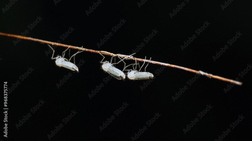 Naklejka premium Midges fly or Chaoborus albatus in nature.