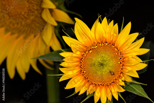 The concept of beauty sunflowers  