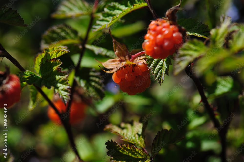 Wild raspberry in high altitude forest