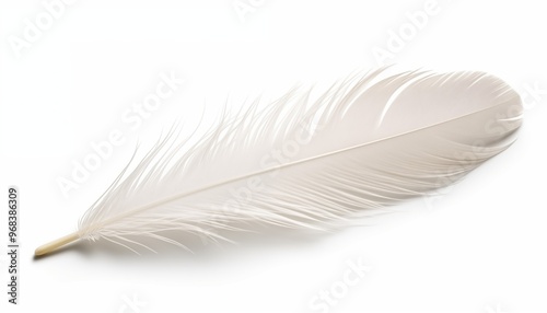 white feather isolated on white