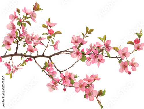 A blooming pink tree branches