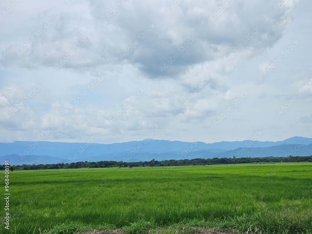 Obraz premium green field and sky