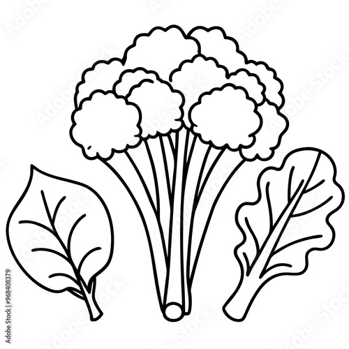 spinach kale broccoli vegetables outline coloring book page line art illustration digital drawing