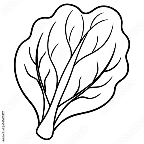 spinach vegetable outline coloring book page line art illustration digital drawing