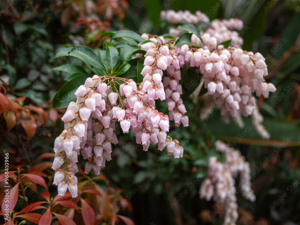 Ταπετσαρία A cluster of ornamental shrubs, Pieris japonica, commonly known as Japanese Pieris or Andromeda, with delicate, bell-shaped pink flowers cascading downward from the branches