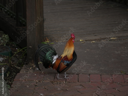rooster in the garden