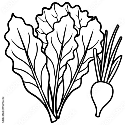 swiss chard collard greens mustard greens vegetable outline coloring book page line art illustration digital drawing