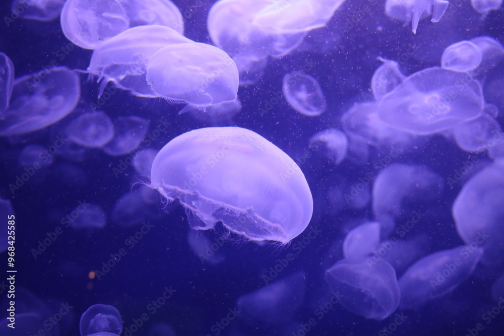 jelly fish in the water jelly fish in the water