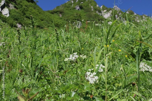 夏の木曽駒ケ岳,千畳敷カールにに咲く高山植物。