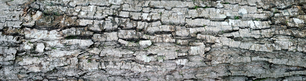 Tree bark textured background with cracks and rough edges. Organic rustic texture from nature. Tree bark textured background with cracks and rough edges. Organic rustic texture from nature.
