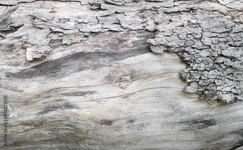 Tree bark textured background with cracks and rough edges. Organic rustic texture from nature.