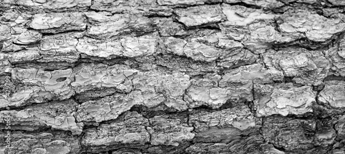 Tree bark textured background with cracks and rough edges. Organic rustic texture from nature.