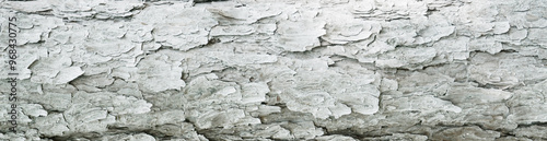 Tree bark textured background with cracks and rough edges. Organic rustic texture from nature.
