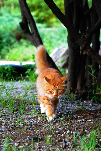 cat in the grass