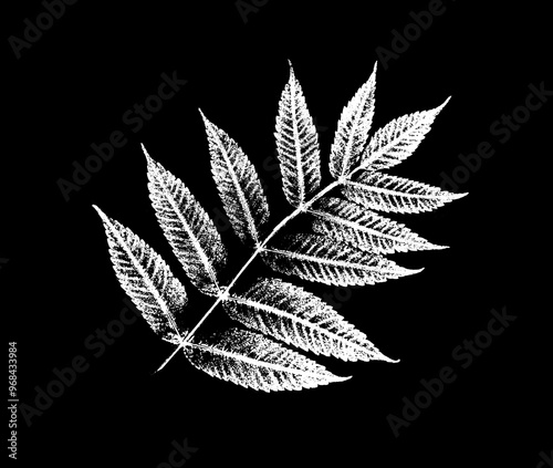 Black and white floral leaves and branch of fern fronds from the forest. Plain leaf sketched art on plain white background. 