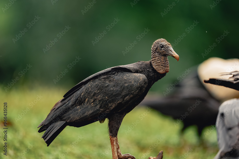 Fototapeta premium Black Vulture