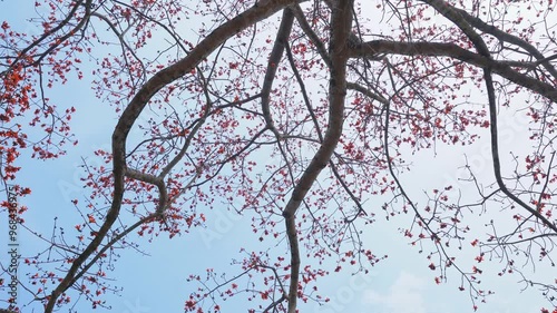 Bombax ceiba flower branch blooming on blue sky background photo