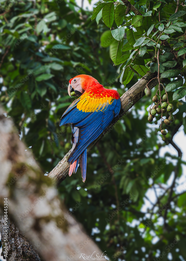 Fototapeta premium scarlet macaw
