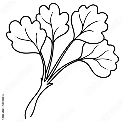 watercress vegetable outline coloring book page line art illustration digital drawing