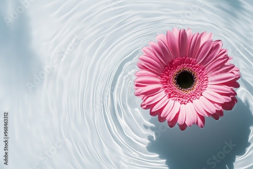 A single pink gerbera daisy floats gracefully on the surface of water, creating delicate ripples. The minimalist white background highlights the flower's beauty and the gentle movement of the water. T photo