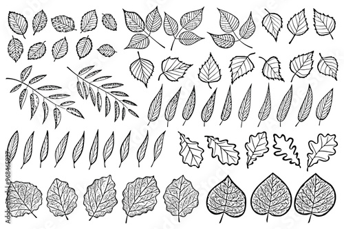 Set of dry autumn leaves isolated on white background, vector design