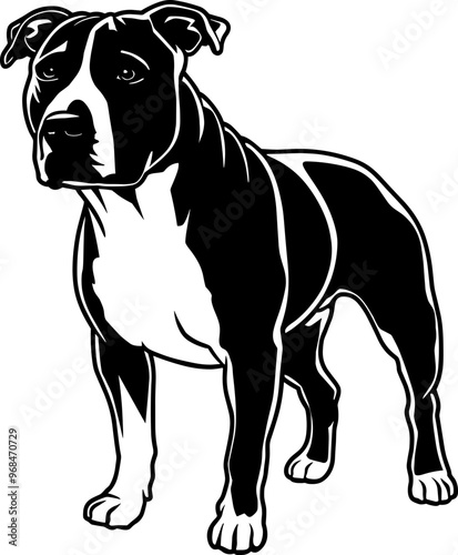 american staffordshire terrier