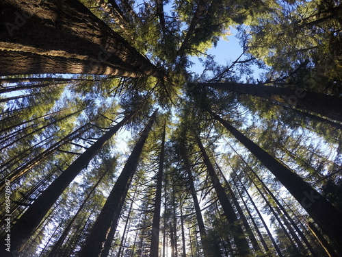 A view looking up at the tree tops in Silver Falls State Park in Oregon