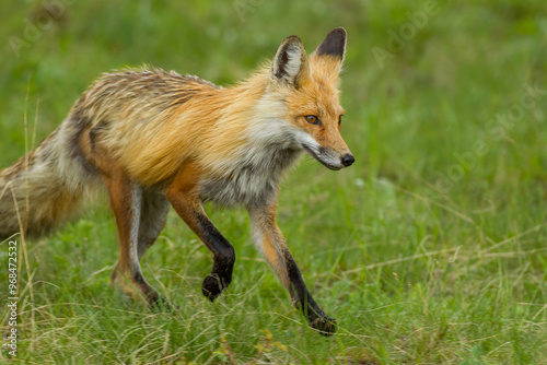 Red Fox running taken in Yellowstone National Park, Wyoming