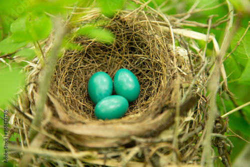 Gray Catbird nest and eggs
 photo