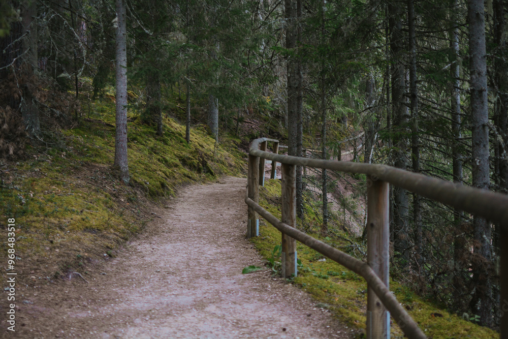 path with wooden railings in the middle of a forest with moss and trees path with wooden railings in the middle of a forest with moss and trees