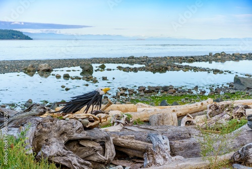 Campbell River shoreline includes rocks and interesting driftwood  photo