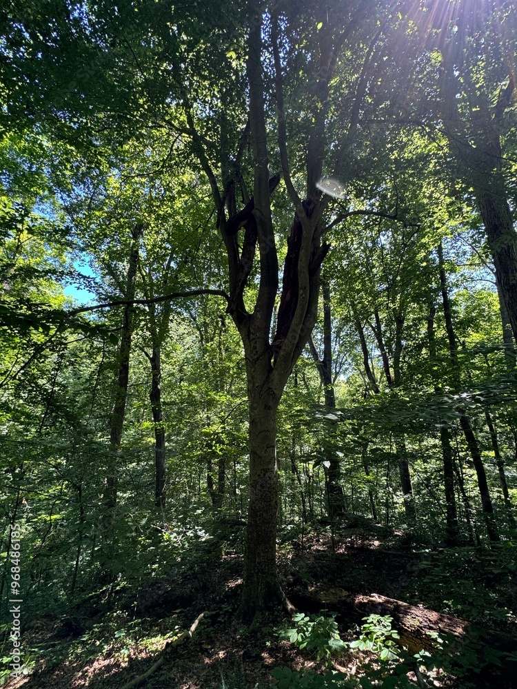 Obraz premium sun rays in the forest