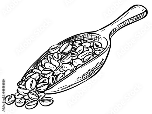 coffee beans handdrawn illustration