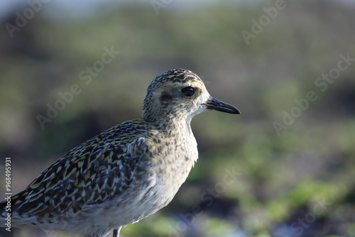 Wallpaper Mural Pacific golden plover closeup. Bird closeup. Torontodigital.ca