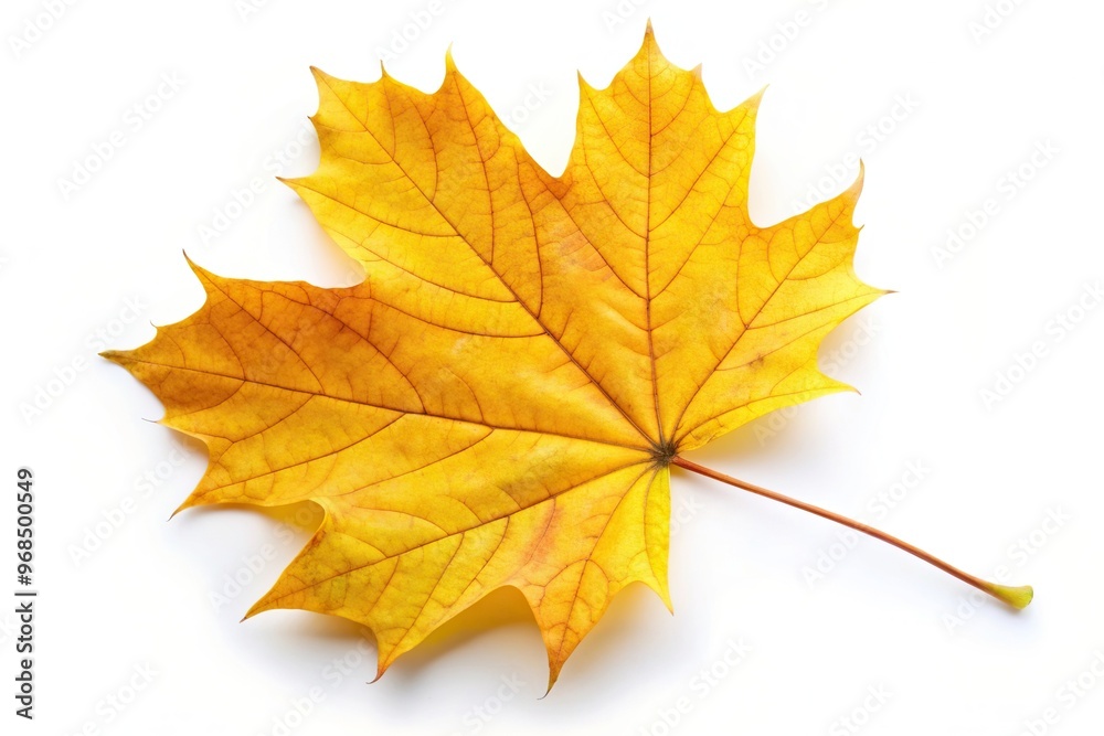 Yellow autumn maple leaf isolated on white background in worm s eye view, maple leaf, white background, worm's eye view, isolated