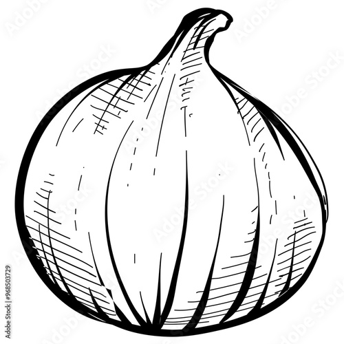 pomegranate handdrawn illustration