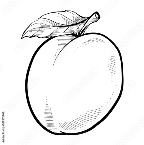 peach handdrawn illustration