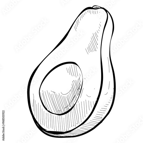 avocado handdrawn illustration