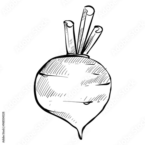 beetroot handdrawn illustration
