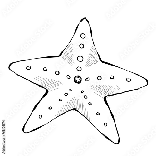 starfish handdrawn illustration