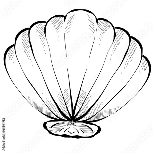 shells handdrawn illustration