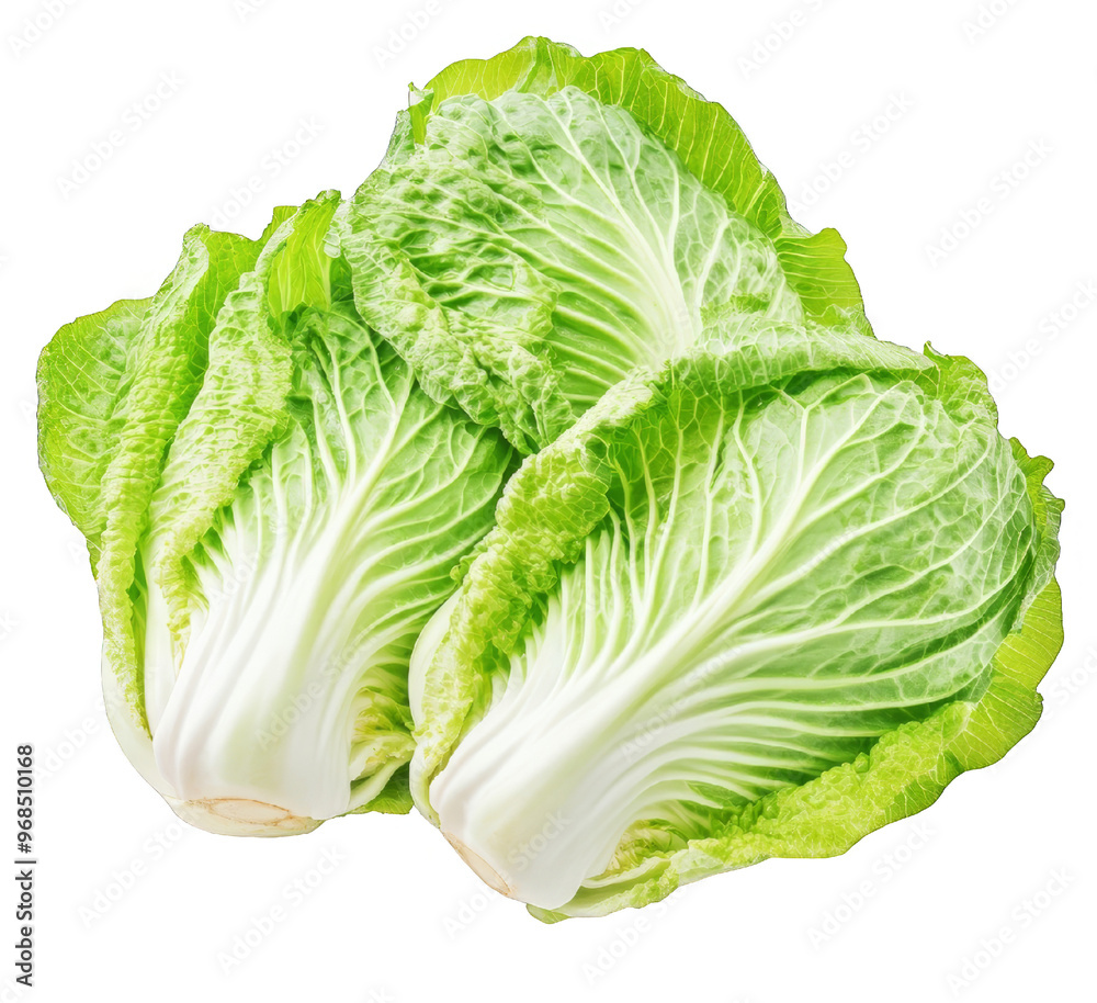 Fresh Green Napa Cabbage