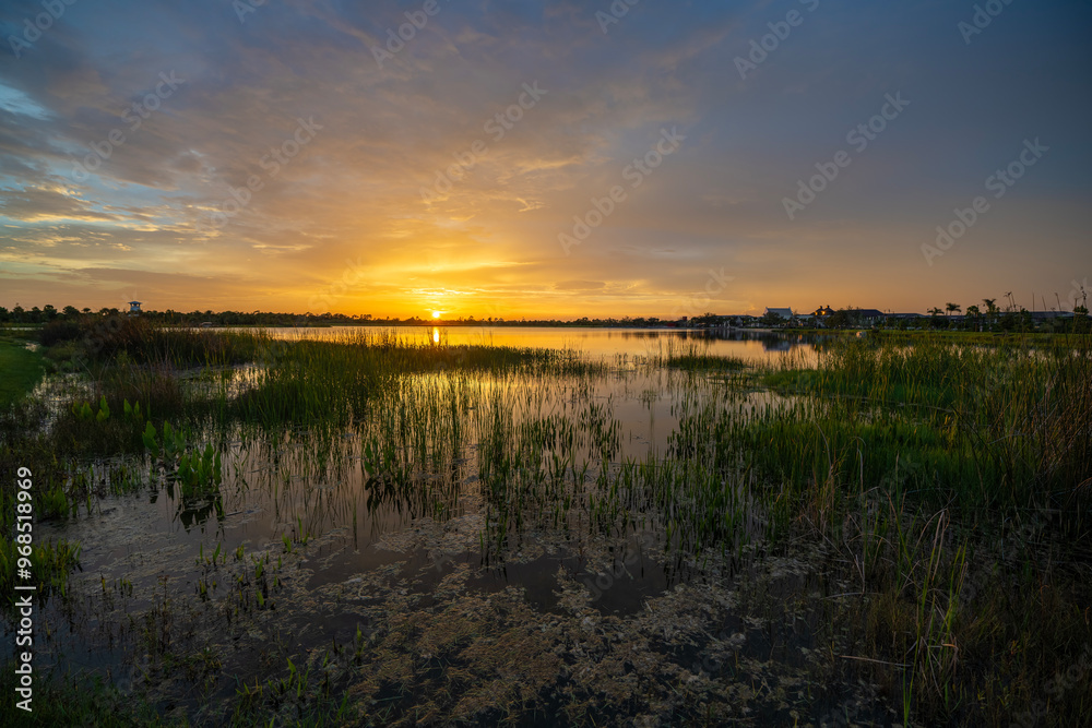 Tropical lake vegetation in southern swamp at sunset. Evening landscape of Florida wetland flora Tropical lake vegetation in southern swamp at sunset. Evening landscape of Florida wetland flora
