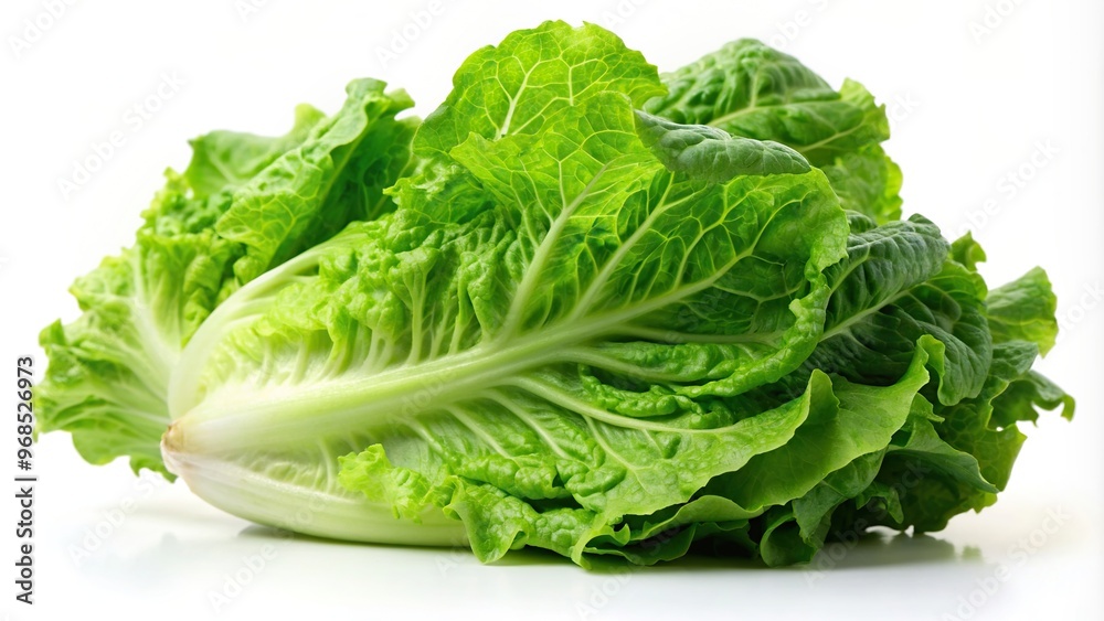 green salad,green, clipping path, romaine, vegan, crisp, white background, organic, vegetarian, green leaf, Green organic lettuce romaine isolated on white background Low angle view green salad,green, clipping path, romaine, vegan, crisp, white background, organic, vegetarian, green leaf, Green organic lettuce romaine isolated on white background Low angle view