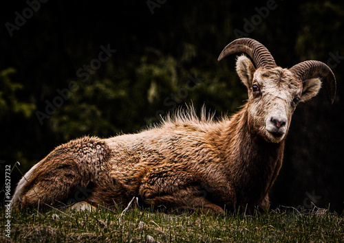 mountain goat on a meadow